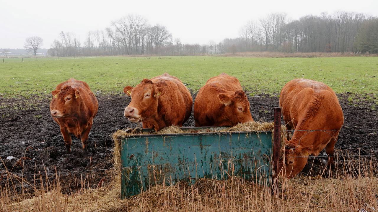 Komt Er Nog Een Landbouwakkoord Vijf Vragen En Antwoorden Omroep Brabant