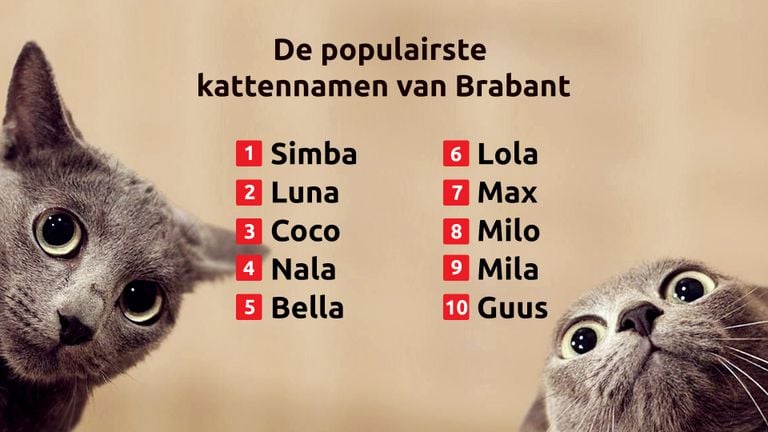 Dit Zijn De Populairste Kattennamen Van Afgelopen Jaar Omroep Brabant