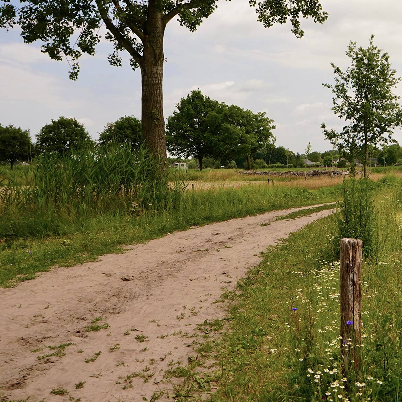 Brabants zandpad, bedreigde schoonheid