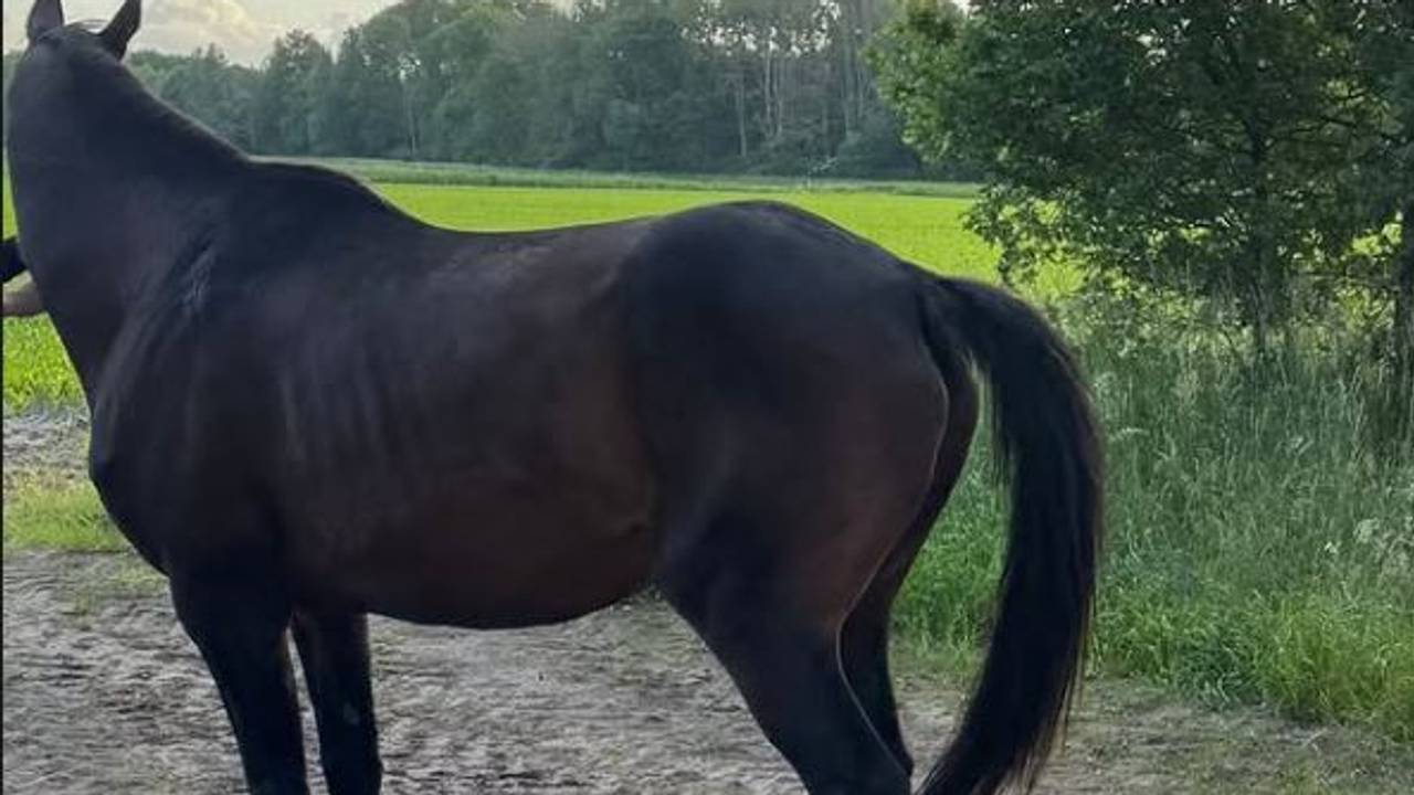 Foto: Instagram politie Eersel-De Kempen.