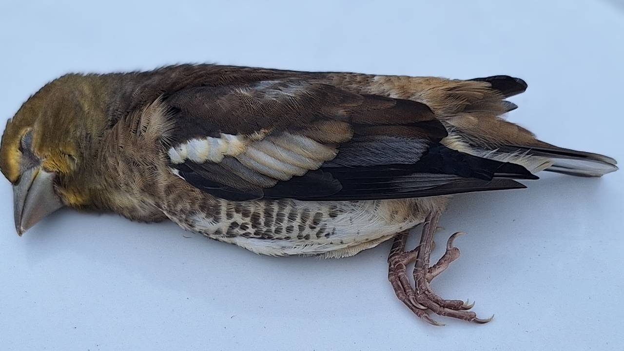 Een jonge appelvink  (foto: Frederik Meyer).