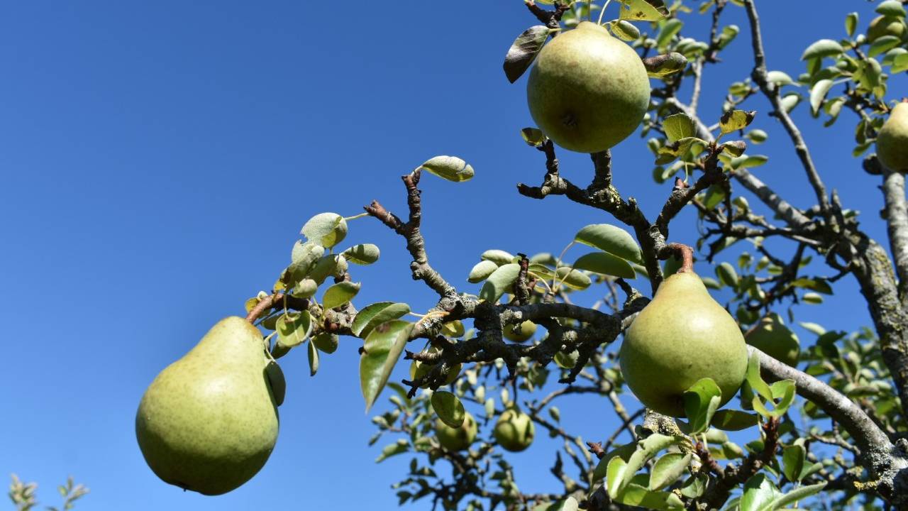 Foto: Willem van Nunen.