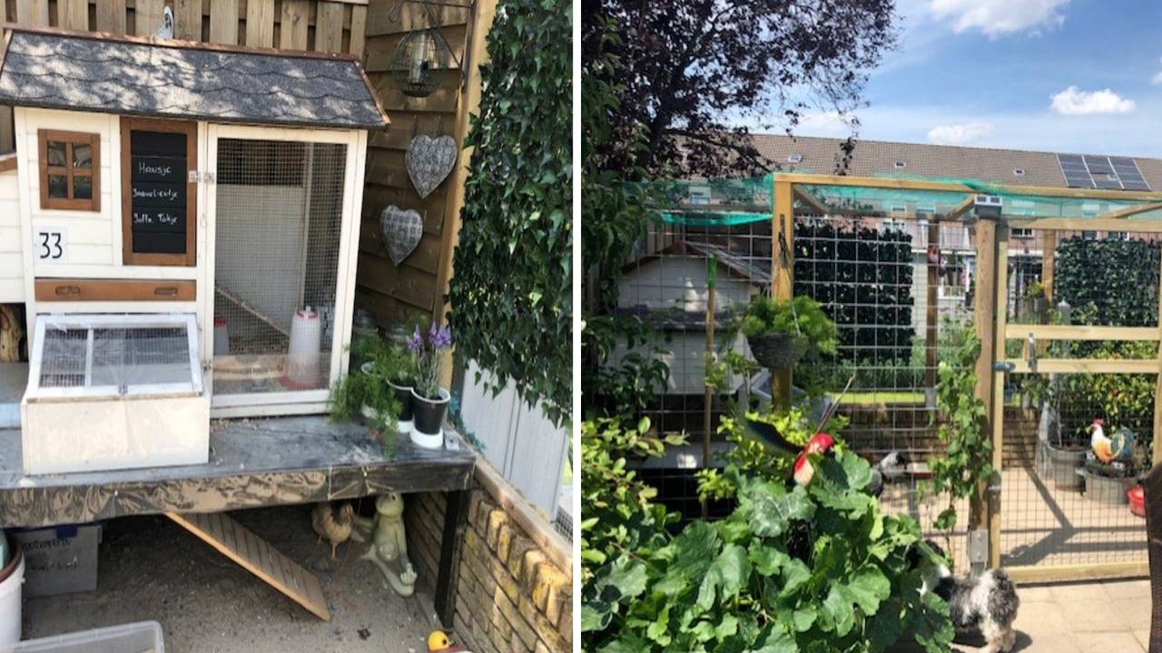 Links het kippenhok van Peggy en haar man en rechts het totale buitenverblijf (foto: Peggy Berens).