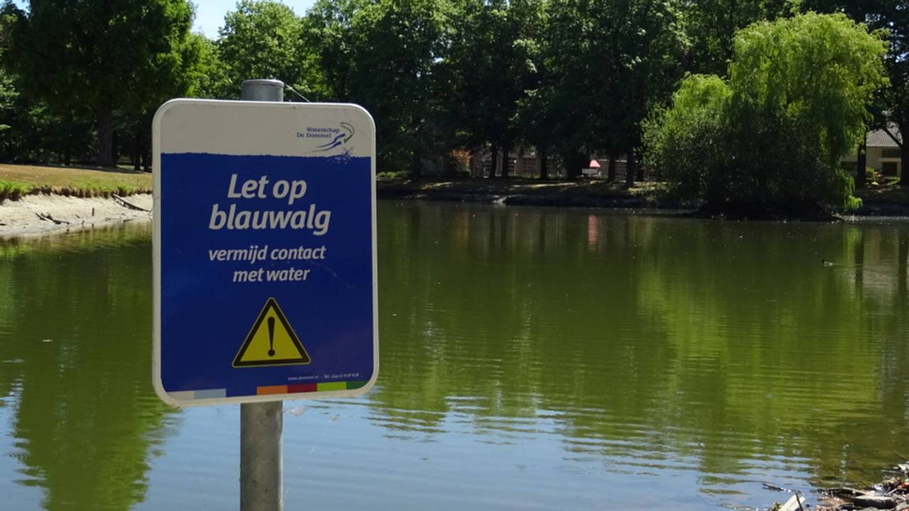 De blauwalg kan zorgen voor vervelende klachten.