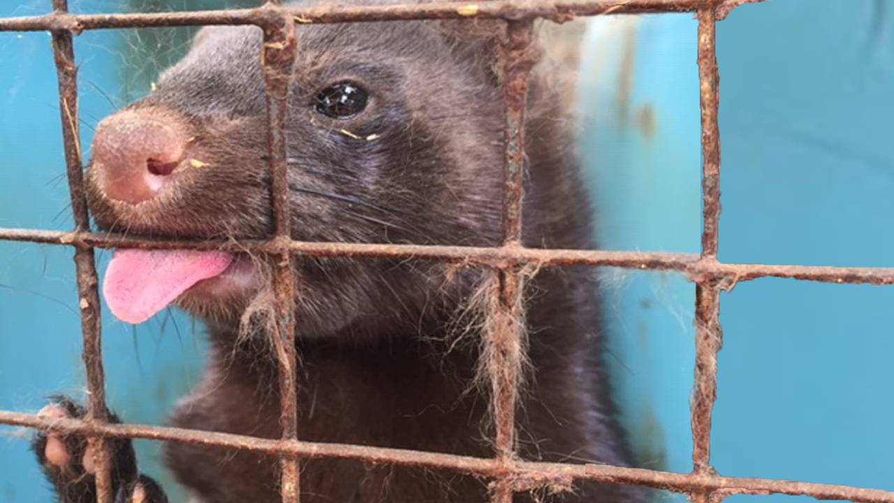 Nertsen en hun fokkers in het nauw (foto: Mark).