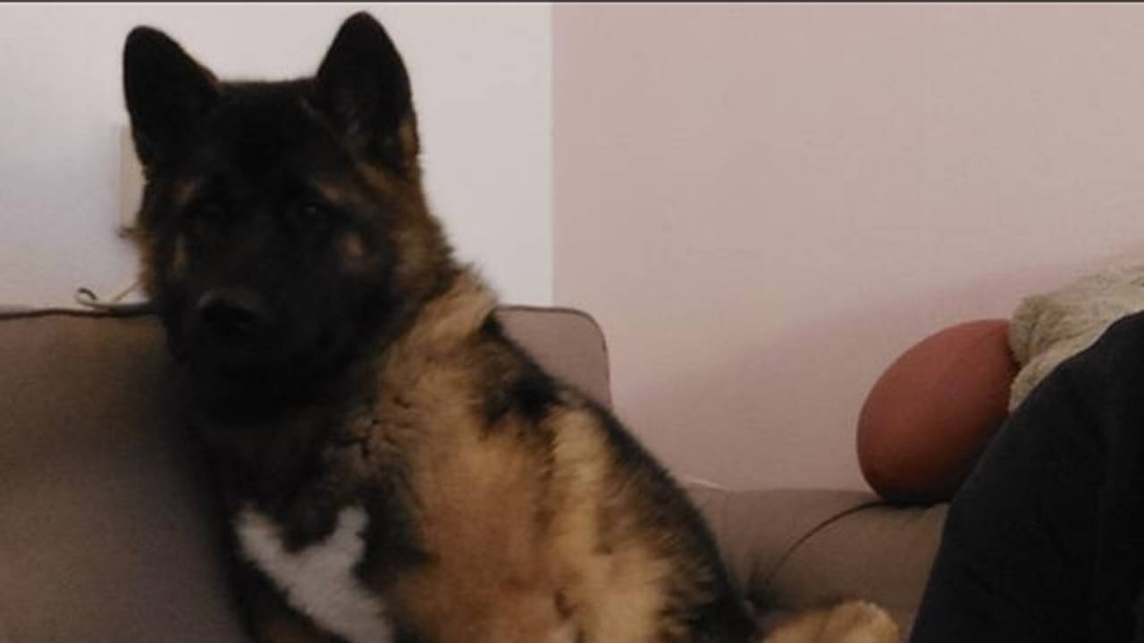 Vermiste pup Guererro. 