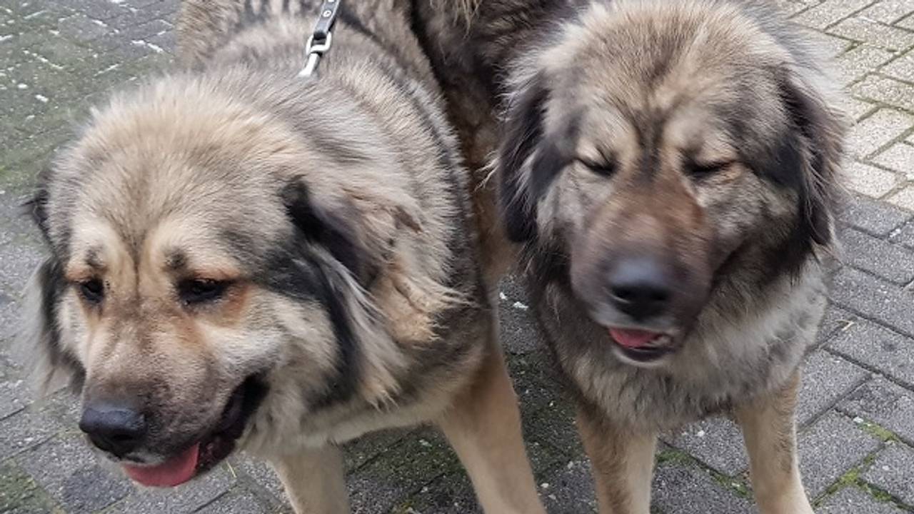 De twee gevonden honden (foto: Dierenasiel Helmond).