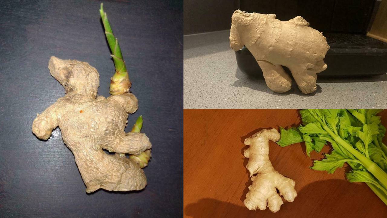 Gember in alle soorten en maten op Marktplaats