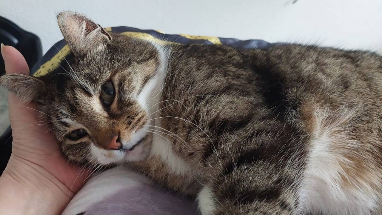 Kat Snacky is na jarenlang zwerven weer thuis