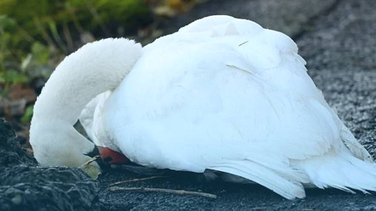 Foto: Dierenpolitie Dongemond/Instagram
