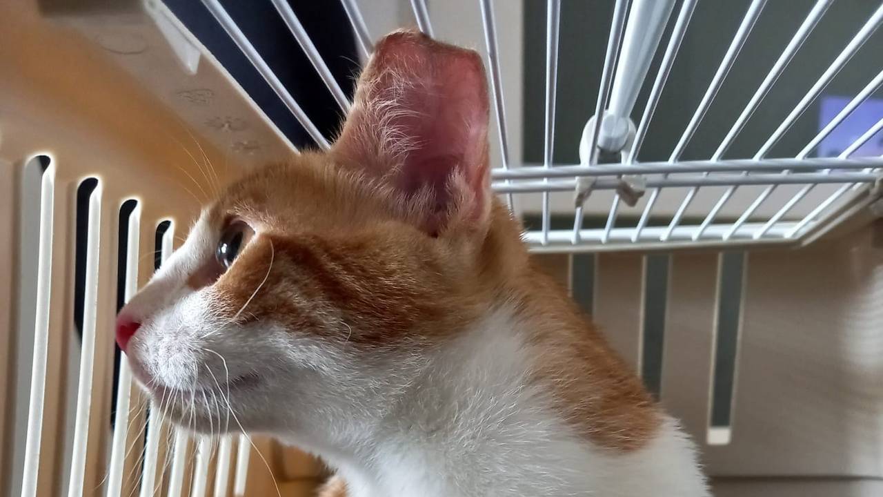 Foto: Facebook dierenasiel Breda.