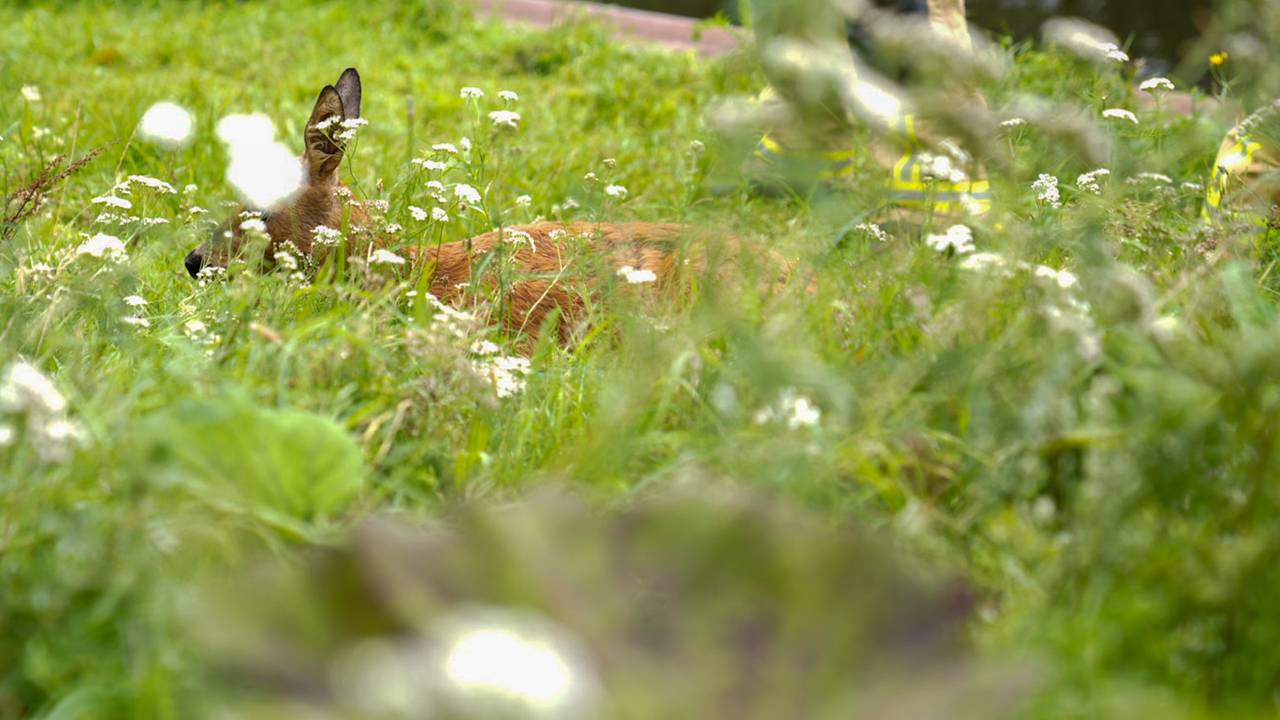 Foto: Harrie Grijseels / SQ Vision.