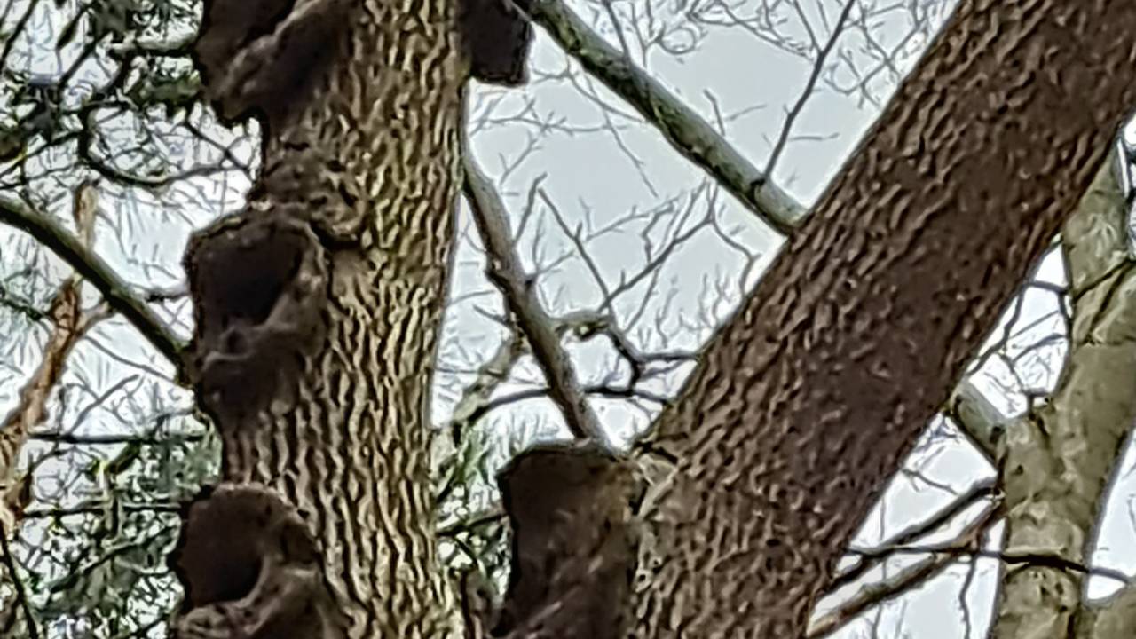 Vermoedelijk oude vruchtlichamen van de vuurzwam (foto Elly Sips).