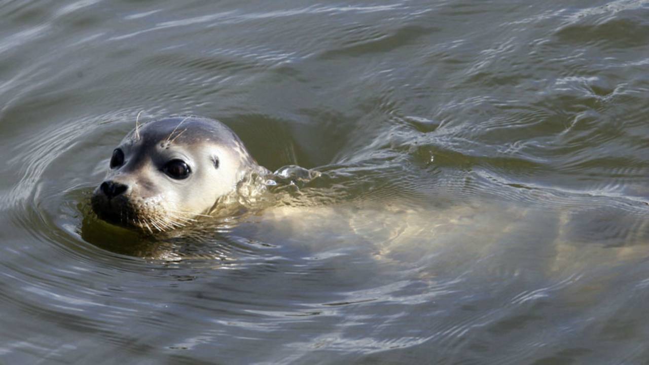 Nog meer kleintjes in Dierenrijk Foto: Cor de Cock