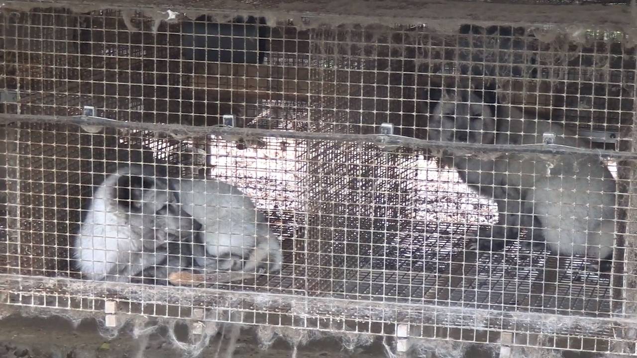 Vossen in kleine kooien op nertsenfarm.