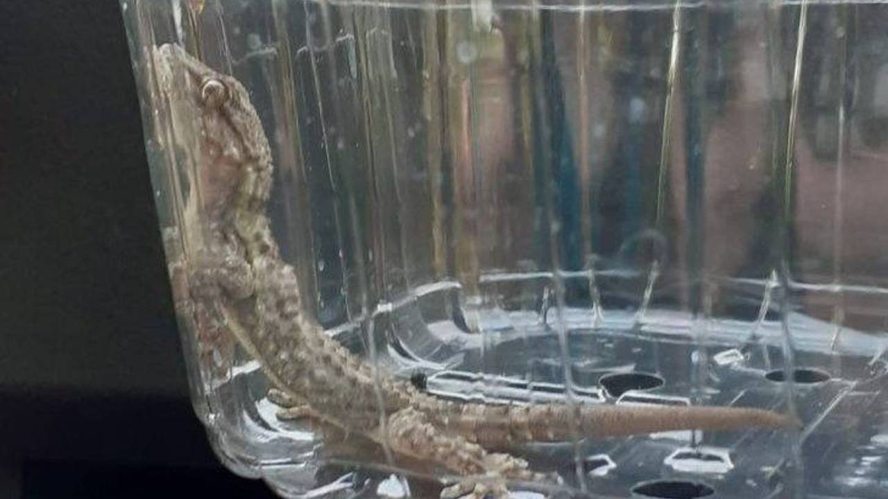 De gekko die opdook tussen het fruit (foto: Facebook/Dierenambulance Brabant Noord-Oost).