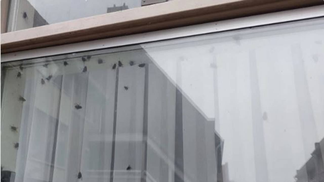 Foto: Instagram politie Best-Oirschot