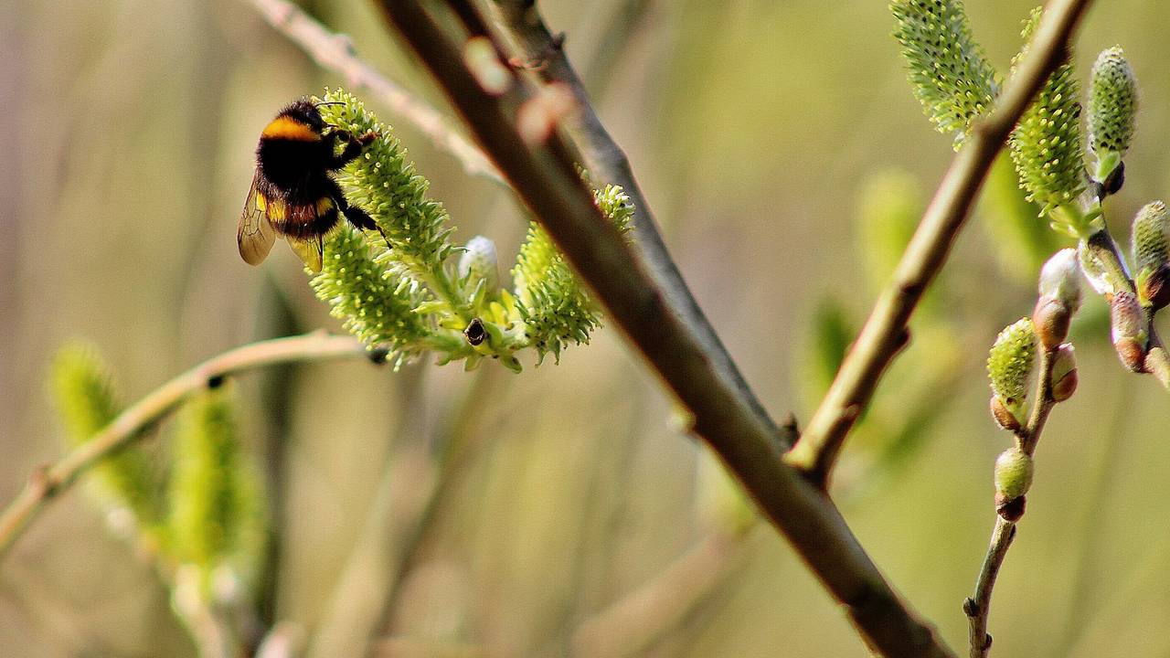 Foto: Gabriella van Pinxteren