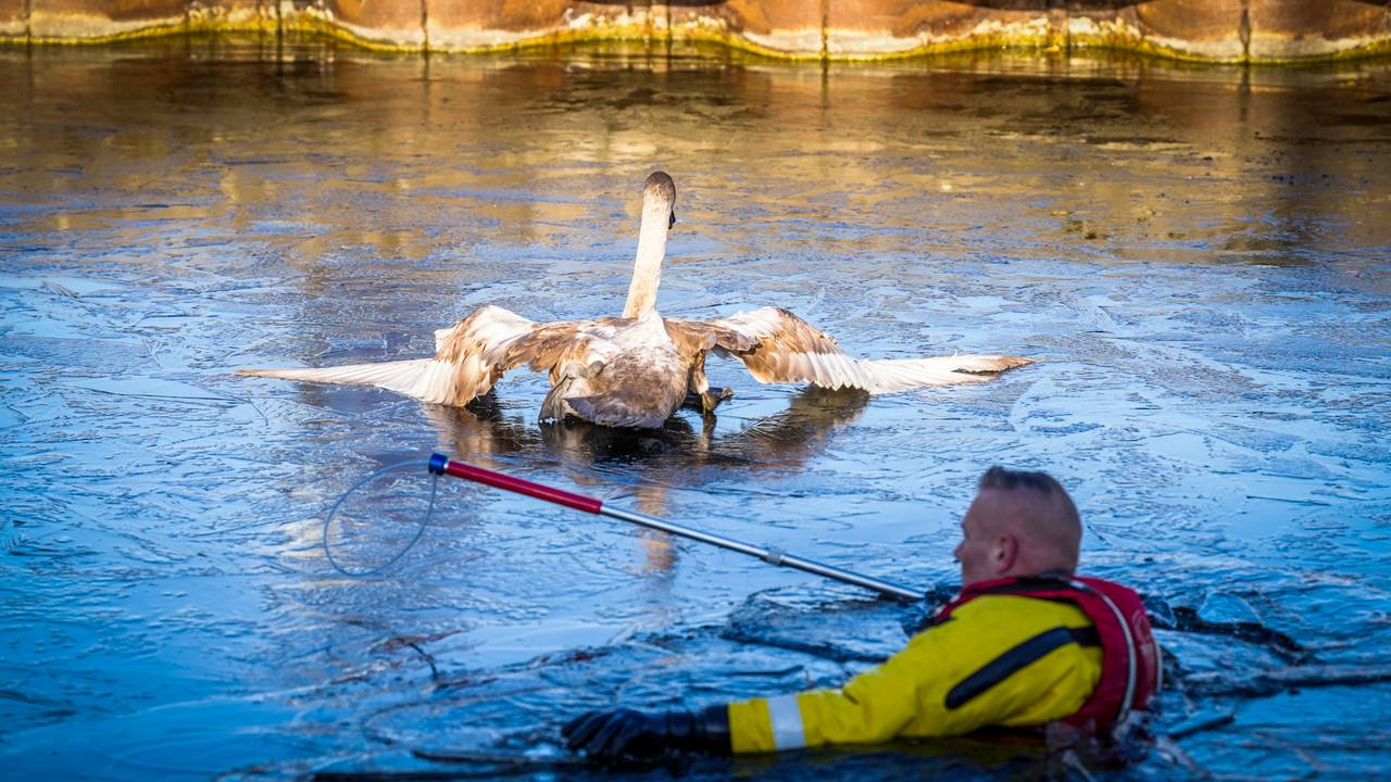 112 news: hefty fine for not scratching • animal in distress rescued from the ice