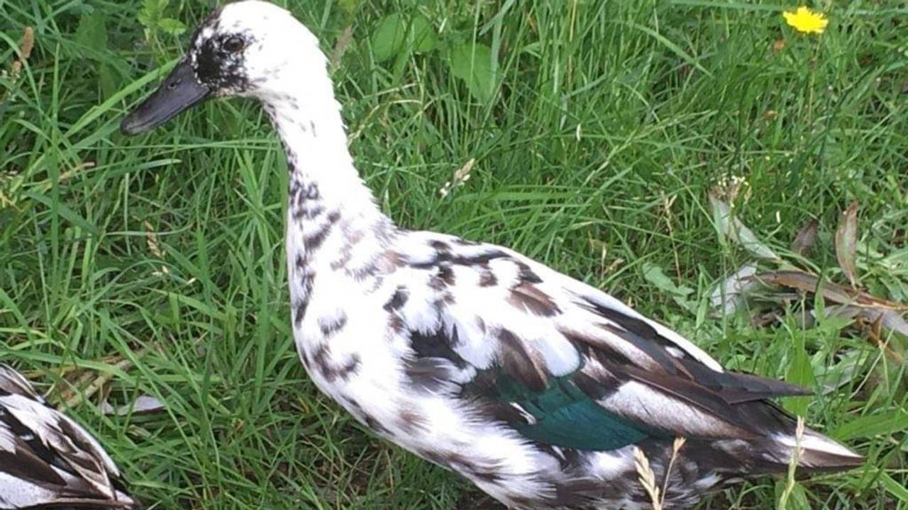 Kruising van een muskuseend met een wilde eend (foto: Inge Nagtzaam).