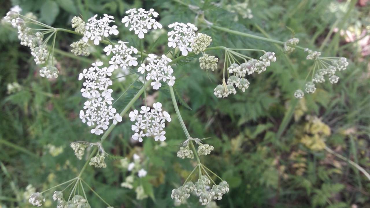 Fluitenkruid (foto: Joleen van Rooij).