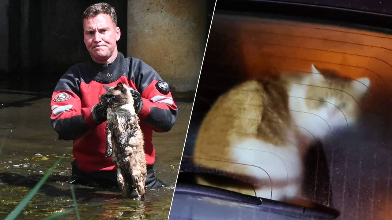 Deze katten brachten zichzelf in benarde situaties (foto's: SQ Vision en Dierenambulance Zuid-Oost Brabant).