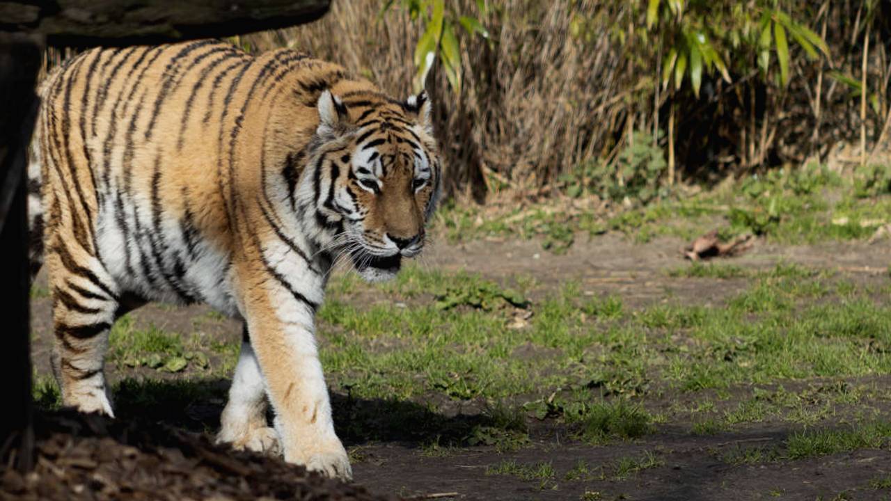 Tijger Laila (foto: Dierenrijk / Facebook).