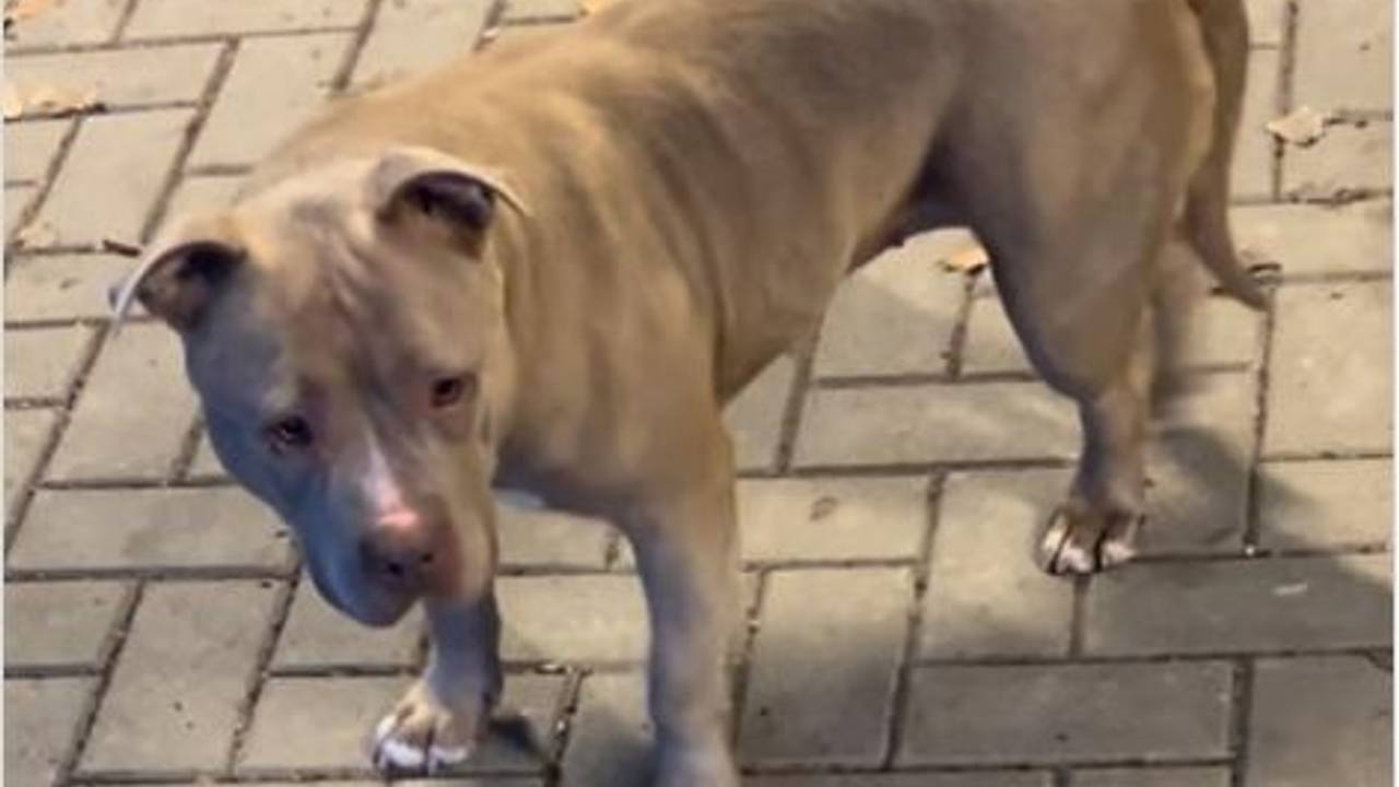 De Stafford liep bij het fietspad in de Kennedylaan, vlakbij de Sterrenlaan in Eindhoven (foto: Instagram politie Eindhoven).