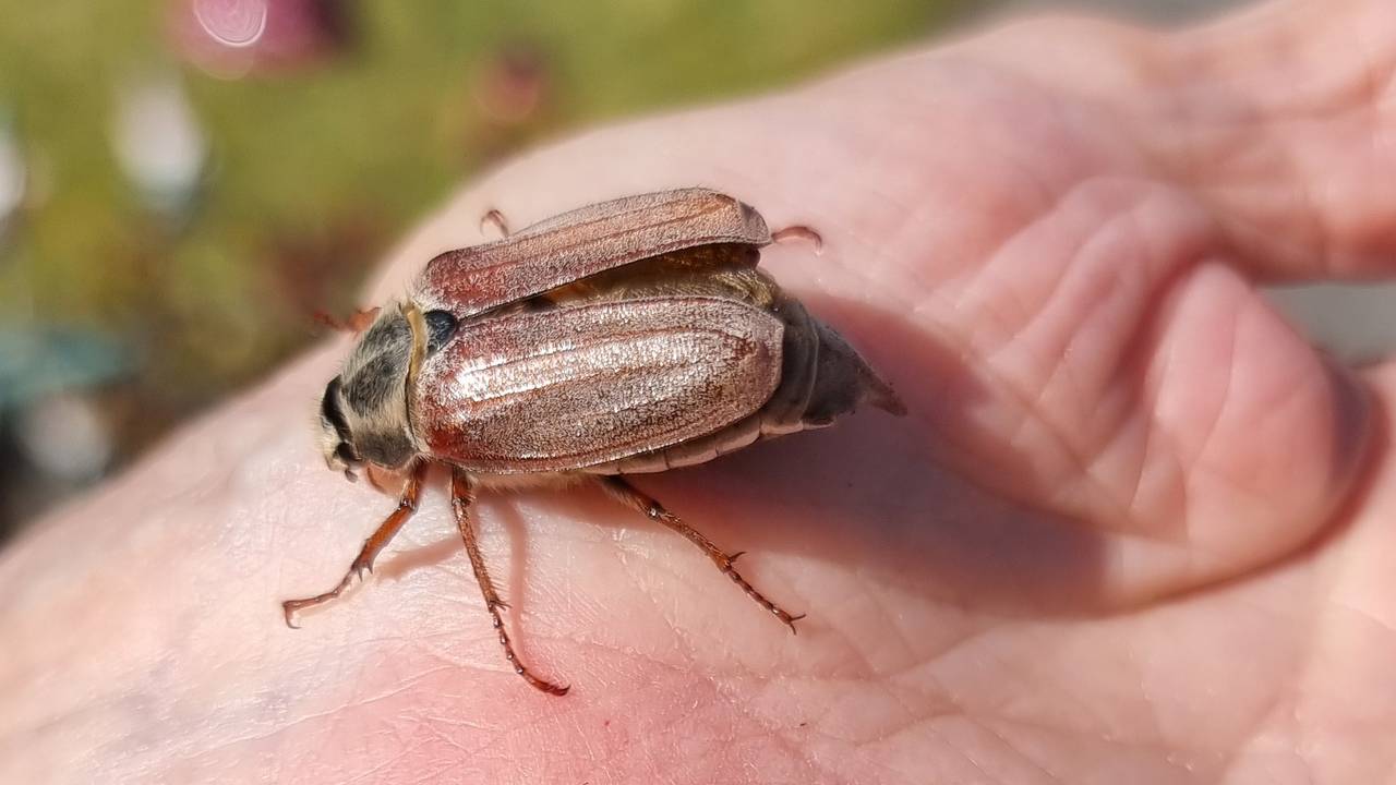 Nelly en Ugo zagen op 3 april al een eerste meikever (foto Nelly en Ugo de Greef).