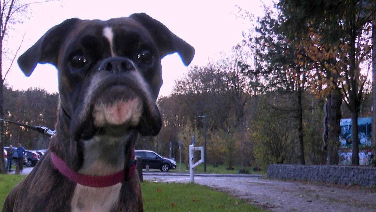 Een van de honden die wellicht straks niet meer los mag rondwandelen. (foto: Raoul Cartens)