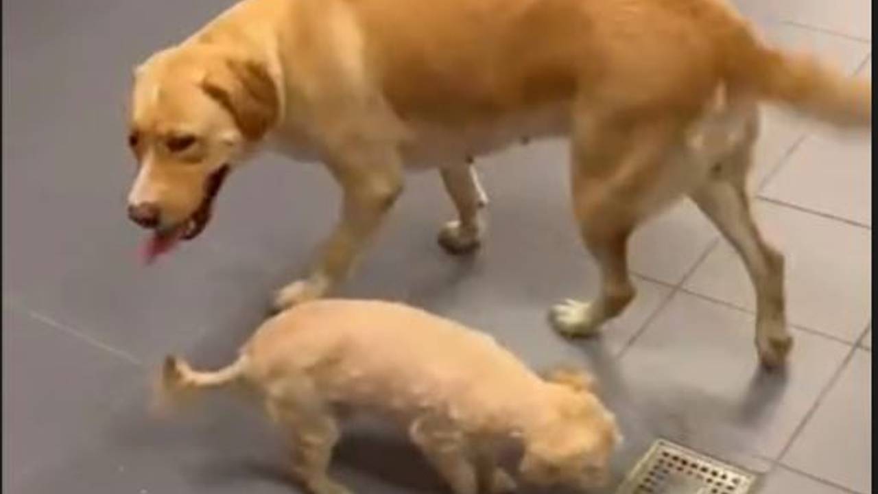 Foto: Instagram handhaving Vught