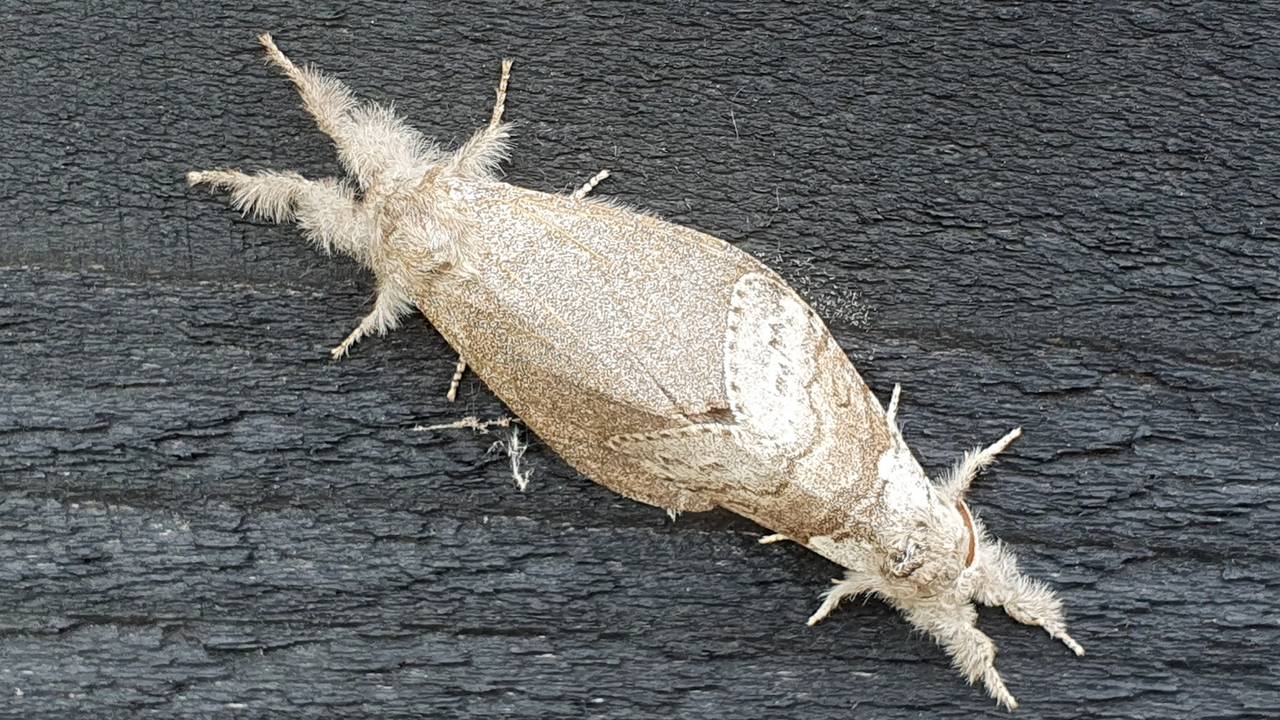 De paring van twee nachtvlinders met de naam meriansborstel, het mannetje is onder (foto: Maurice Peters).