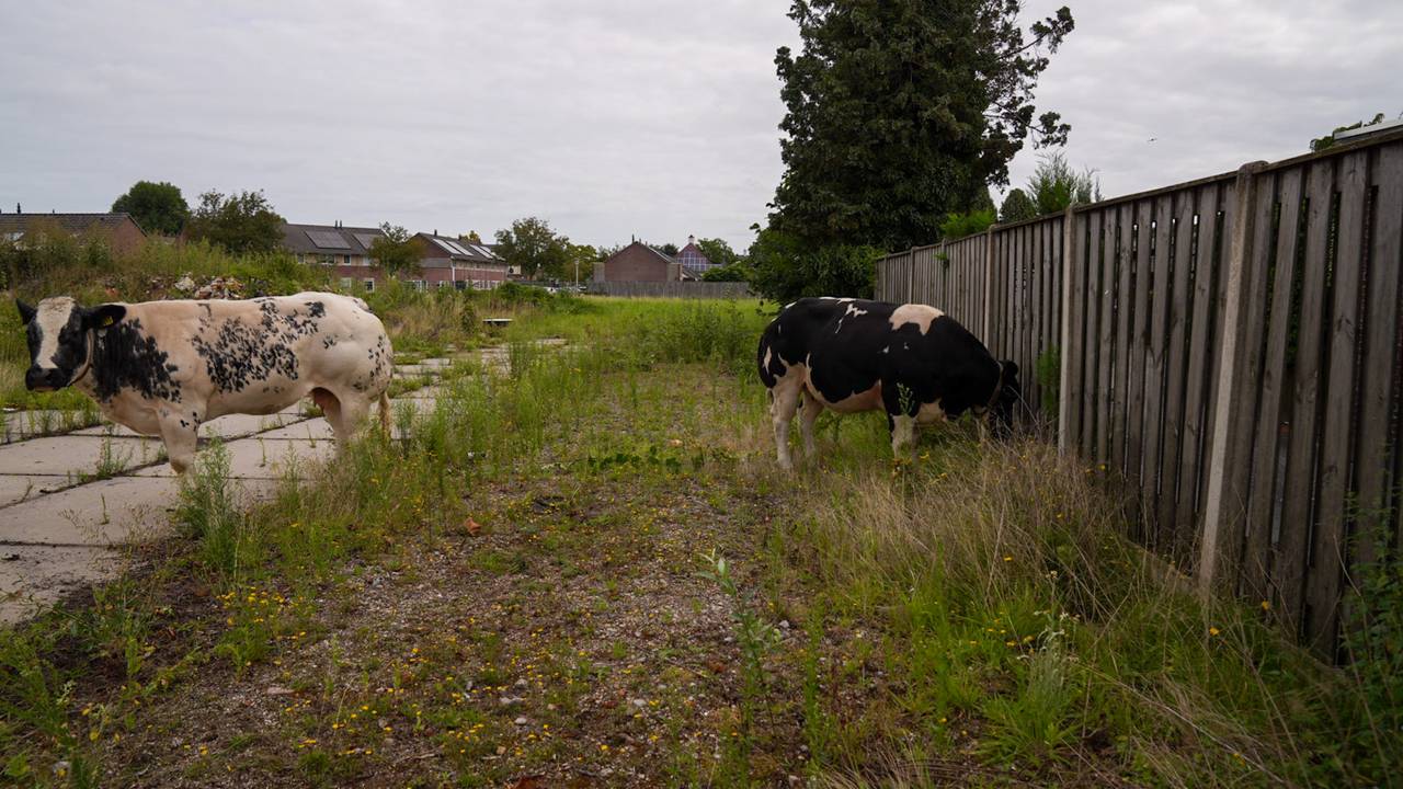 Mensen in Stiphout keken vanochtend vreemd op toen ze twee koeien over straat zagen lopen (foto: Harrie Grijseels/SQ Vision).