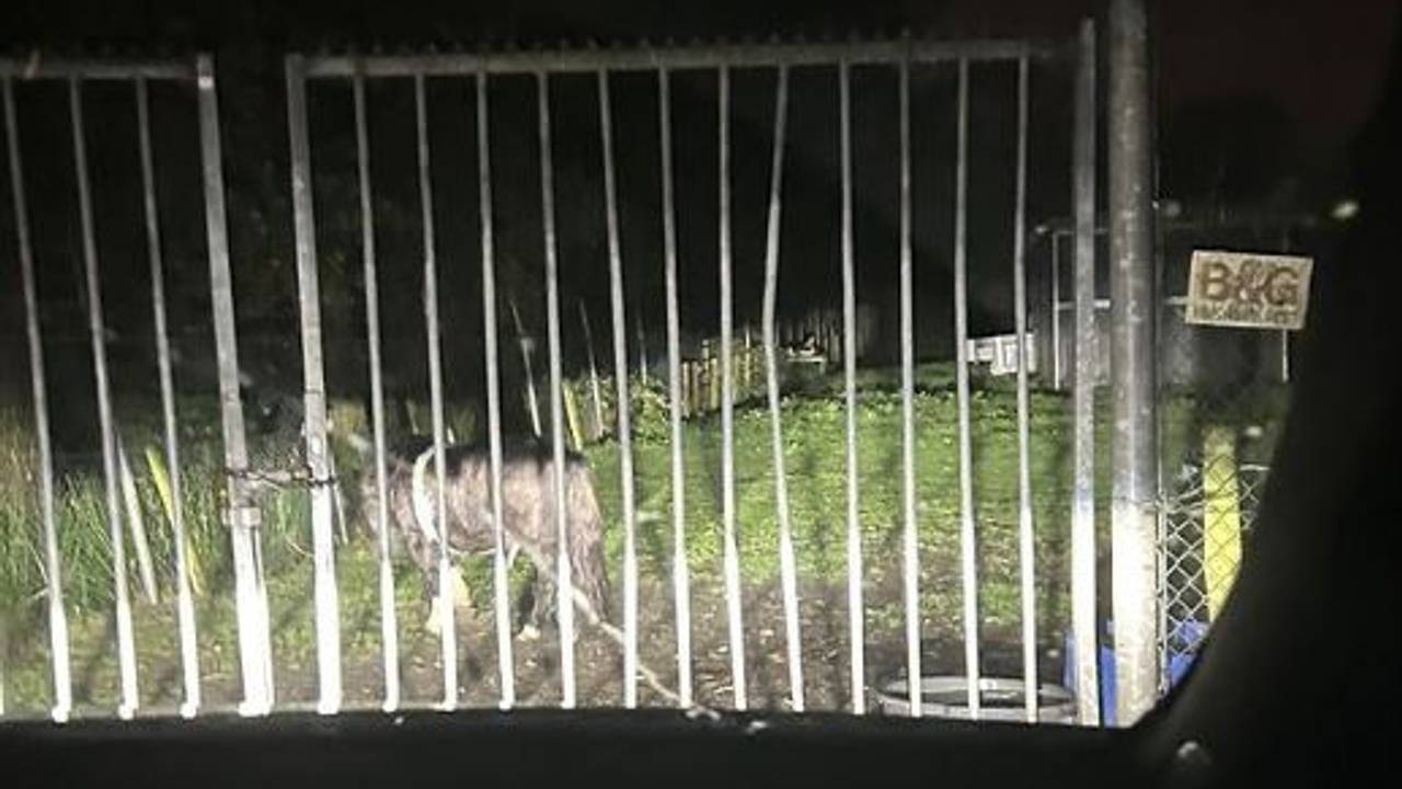 Foto: Instagram politie Best-Oirschot