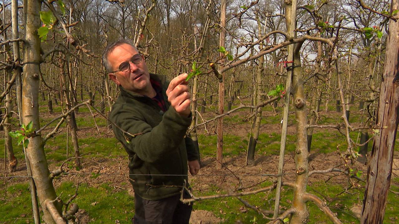 Carlos Faes inspecteert de knoppen (foto: Omroep Brabant).
