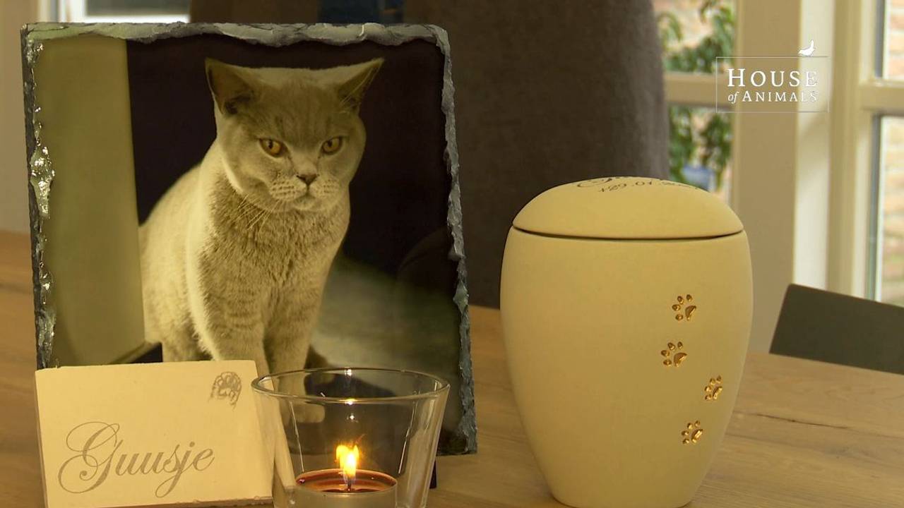 Eén van de katten die in Stiphout waren gekocht en binnen enkele maanden overleden (foto: House of Animals).