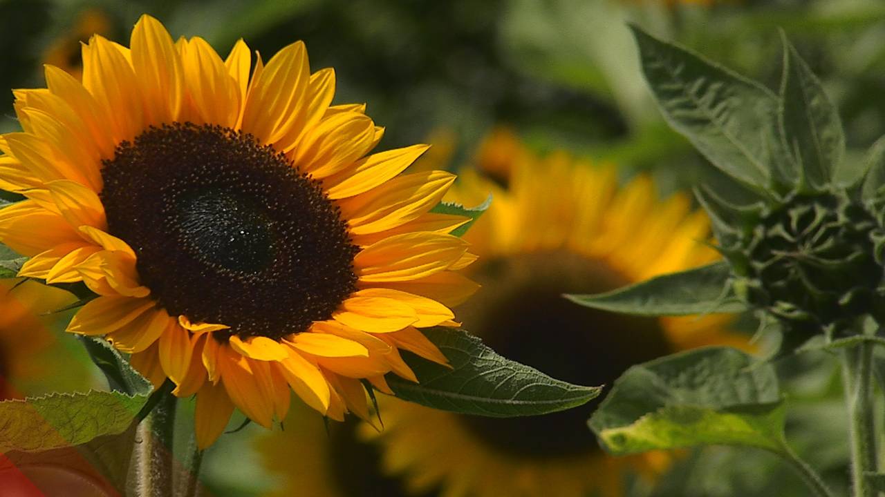 De Brabantse zonnebloemen uit een stalletje.