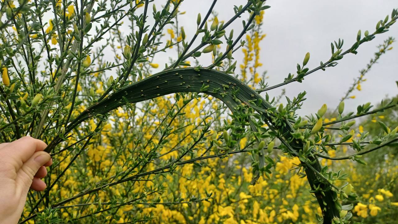 Fasciatie of bandvorming (foto: Eve van Kaathoven).