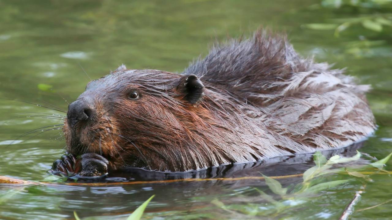 Foto: Omroep Brabant