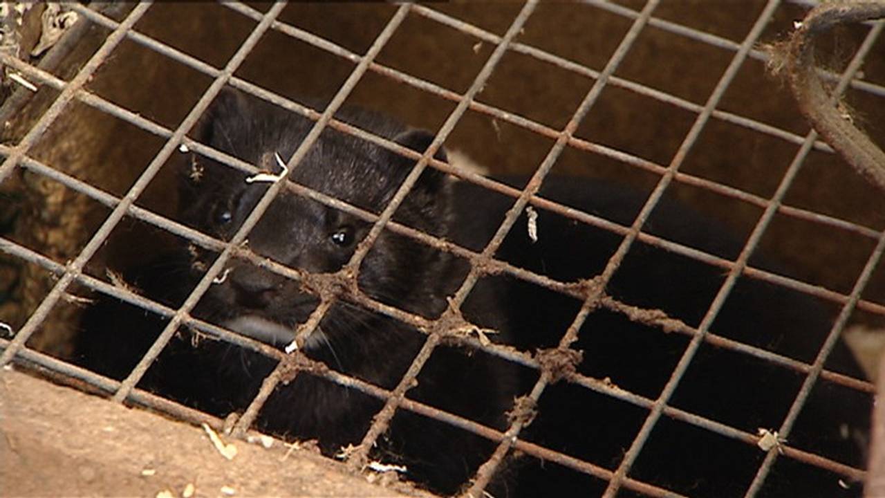 Een nertsenfokkerij. (Archieffoto)