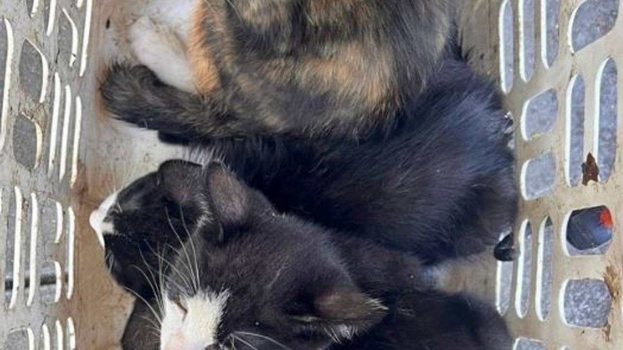 De kittens werden achtergelaten in een wasmand (foto: Instagram politie Leijdal).