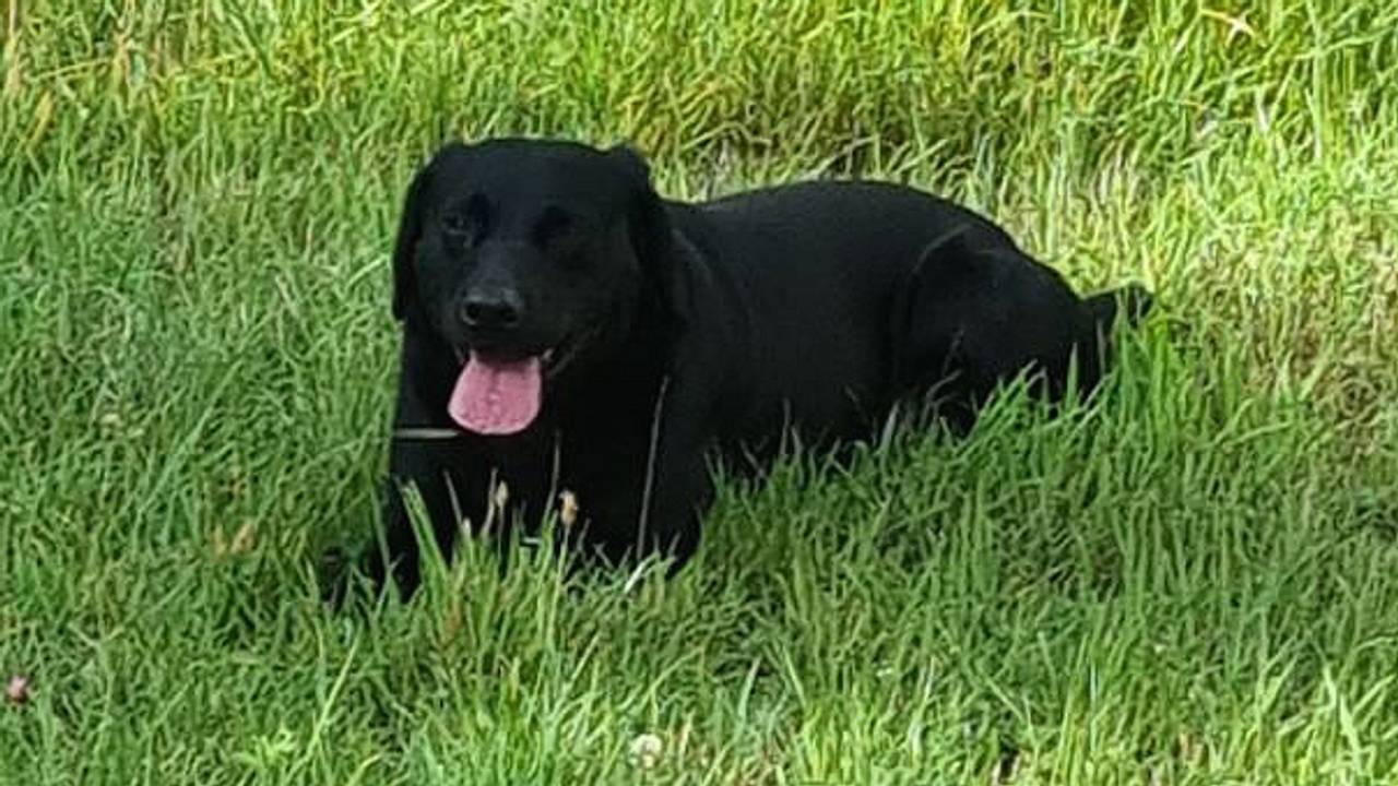 Foto: Politie Boxtel-Vught-Gestel/Instagram