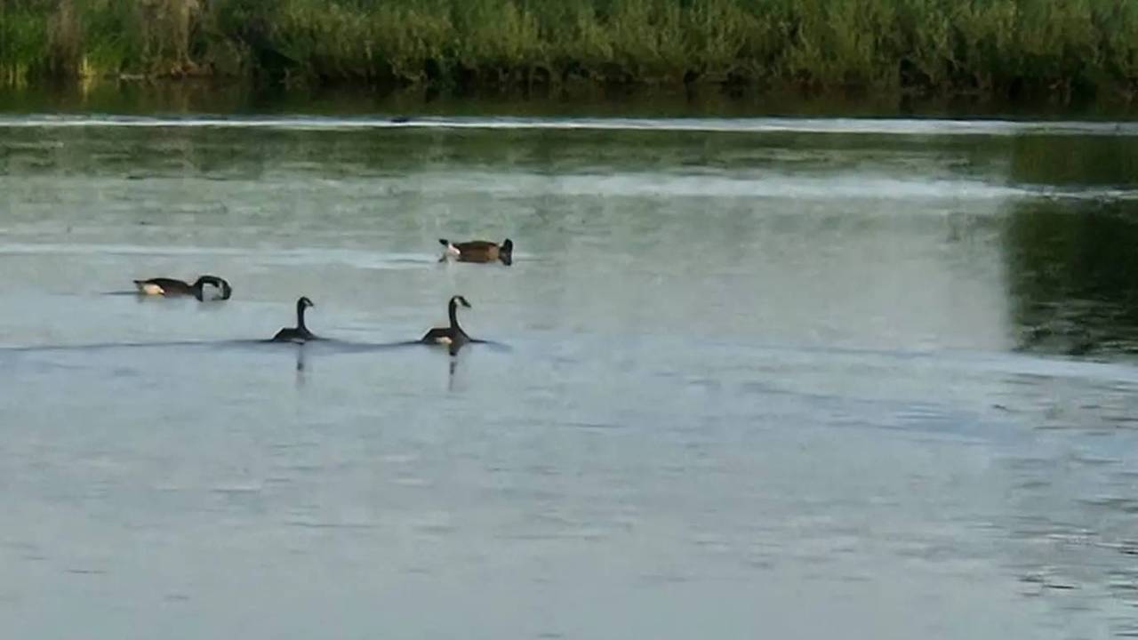 De man mishandelde de gans bij de Noorderplas in Tilburg (foto: Facebook politie basisteam Groene Beemden).