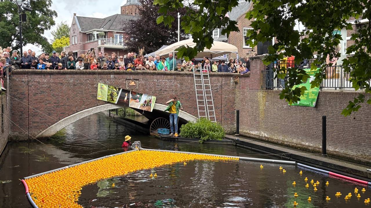 Duizenden badeendjes racen door de Dommel (foto: Imke van de Laar).