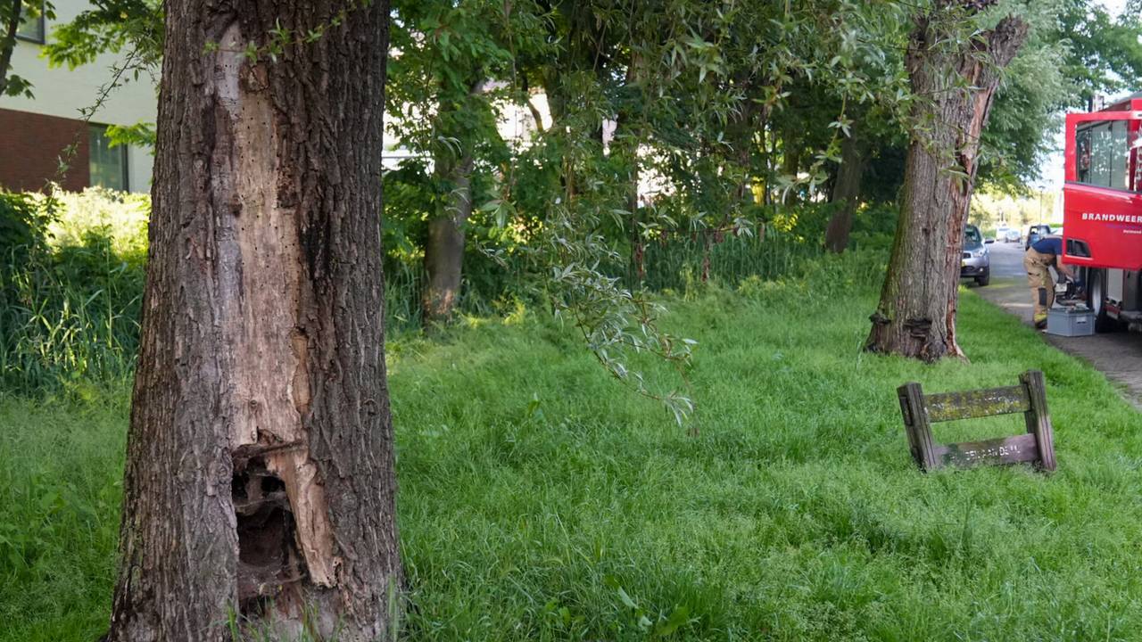 De bomen aan de Hertestraat zien er niet best uit (foto: Harrie Grijseels/SQ Vision).