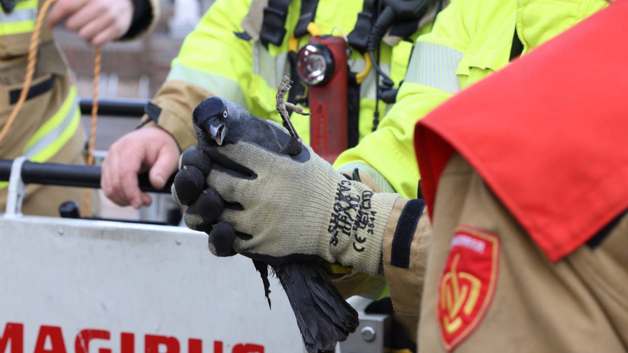 Foto: Sander van Gils/SQ Vision