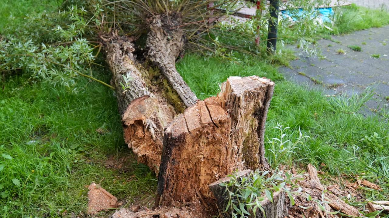 Gesneuveld na een stormachtige bui (foto: Harrie Grijseels/SQ Vision). 
