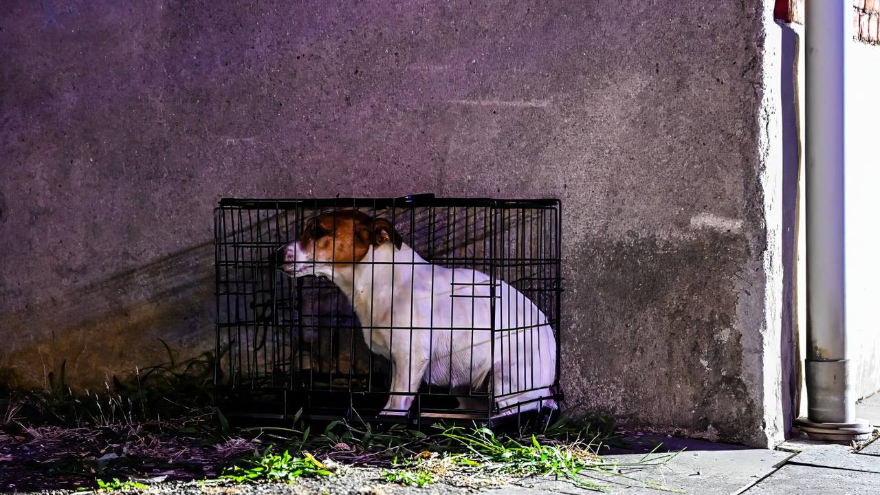 De brandweer kon een hondje redden uit het huis aan de Wittebollenstraat in Tilburg (foto: Jack Brekelmans./SQ Vision).