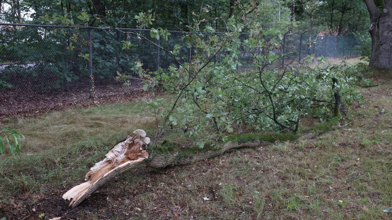 De tak is door de brandweer losgetrokken en naast de weg neergelegd (foto: Sander van Gils/SQ Vision).