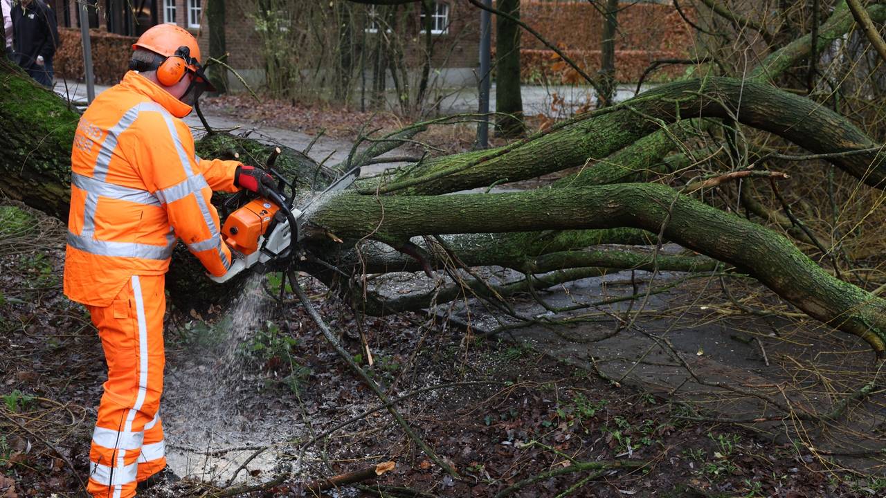 De boom moest in mootjes worden gehakt (foto: Sander van Gils/SQ Vision).